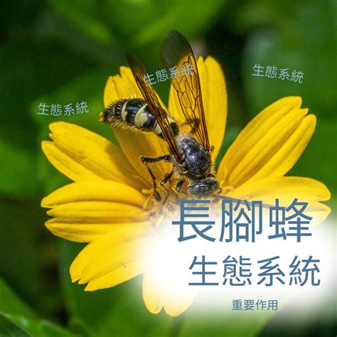 中長腳蜂|【防治項目｜除長腳蜂】發現長腿蜂的迷人世界：揭開溫柔巨人的 